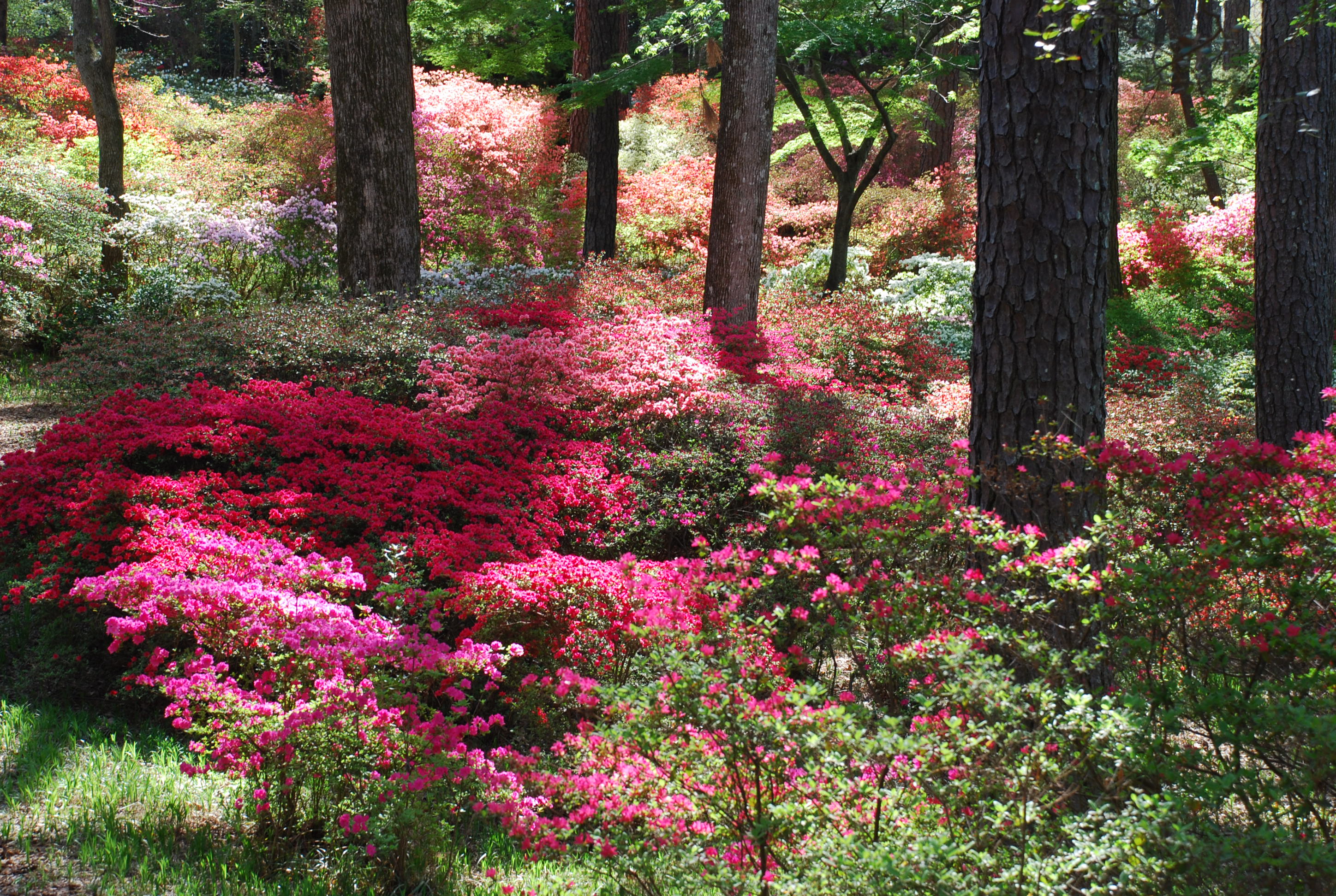 Callaway Gardens What Grows There Hugh Conlon Horticulturalist 