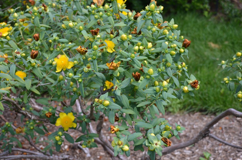 ‘Sunburst’ Golden St. John’s Wort What Grows There Hugh Conlon