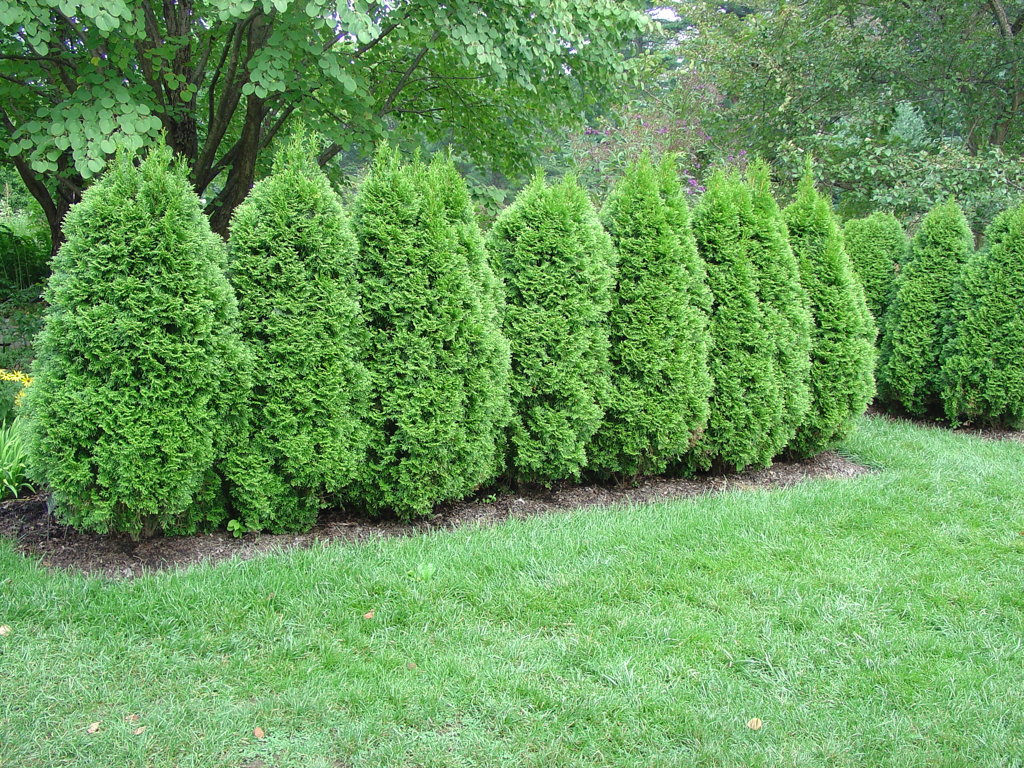 Minimalist Best Privacy Bushes for Simple Design