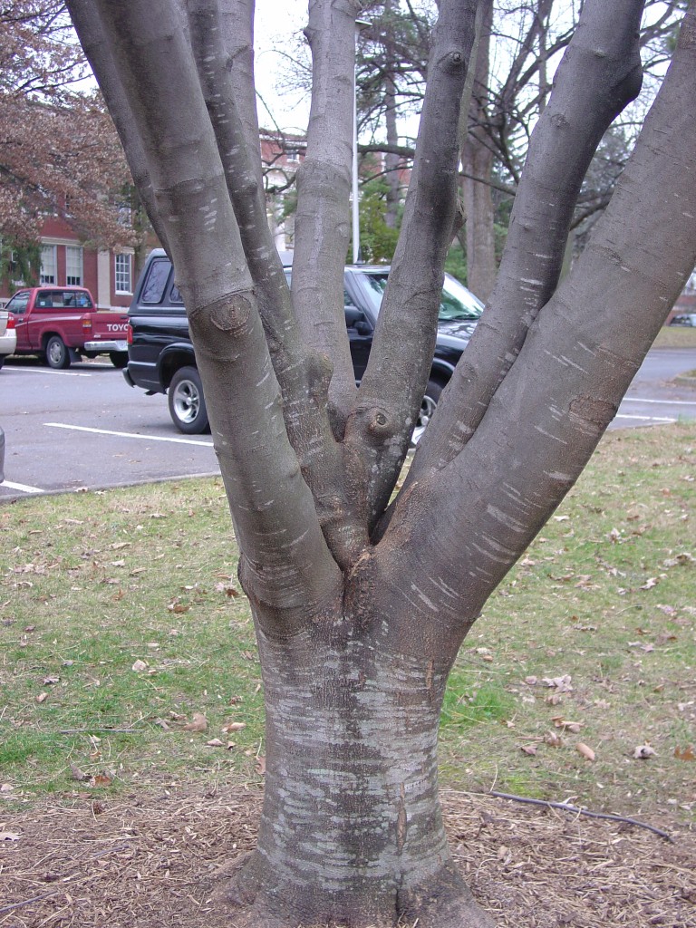 American Yellowwood Deserves To Be Planted More | What Grows There