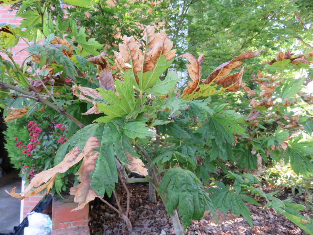 Causes of Sudden Leaf Scorch | What Grows There :: Hugh Conlon