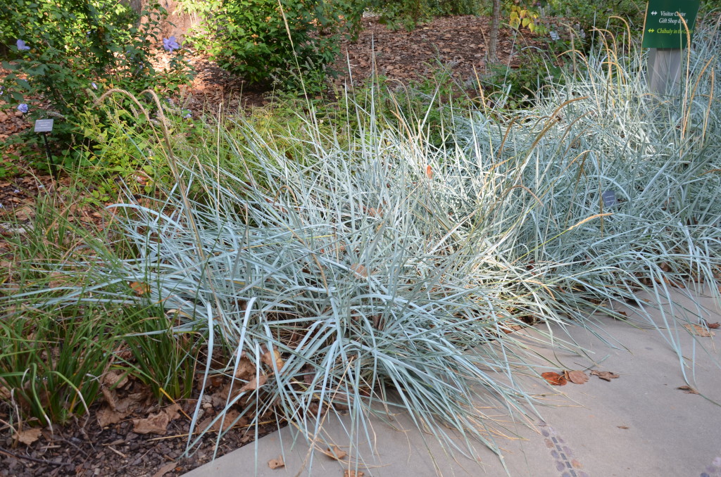 Blue Lyme Grass Adapts To Almost Any Surroundings What Grows There