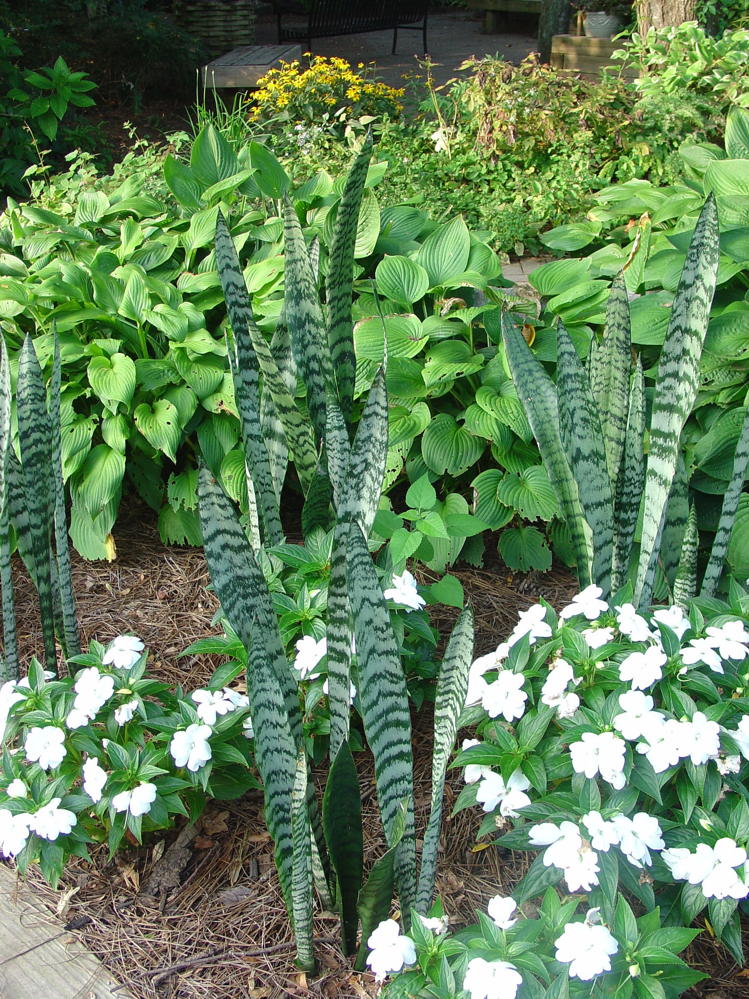 Old Fashioned Snake Plants What Grows There Hugh Conlon 