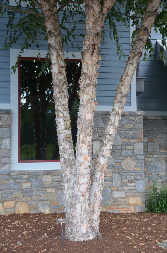 Comparing Heritage® Vs Duraheat® River Birch | What Grows There :: Hugh