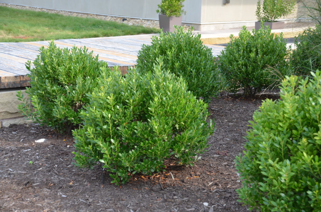 Inkberry Holly Substitute For Boxwood | What Grows There :: Hugh Conlon