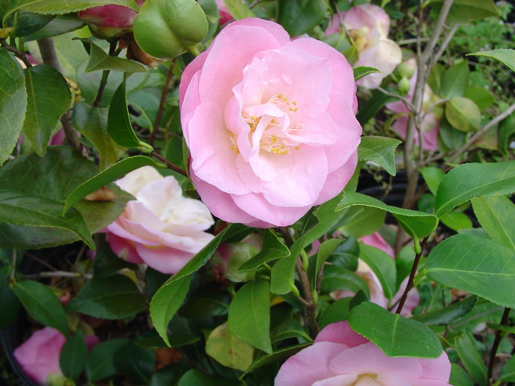 Hardy Camellias for Southern Appalachian Region | What Grows There