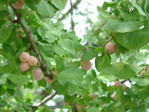 "Apricot-like" Fruits On Female Ginkgo