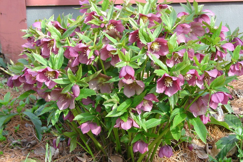 Lenten Roses Perk Up the February Garden | What Grows There :: Hugh ...