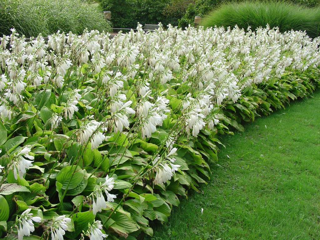 Old-Timey ‘Royal Standard’ Hosta Still Rules | What Grows There :: Hugh ...