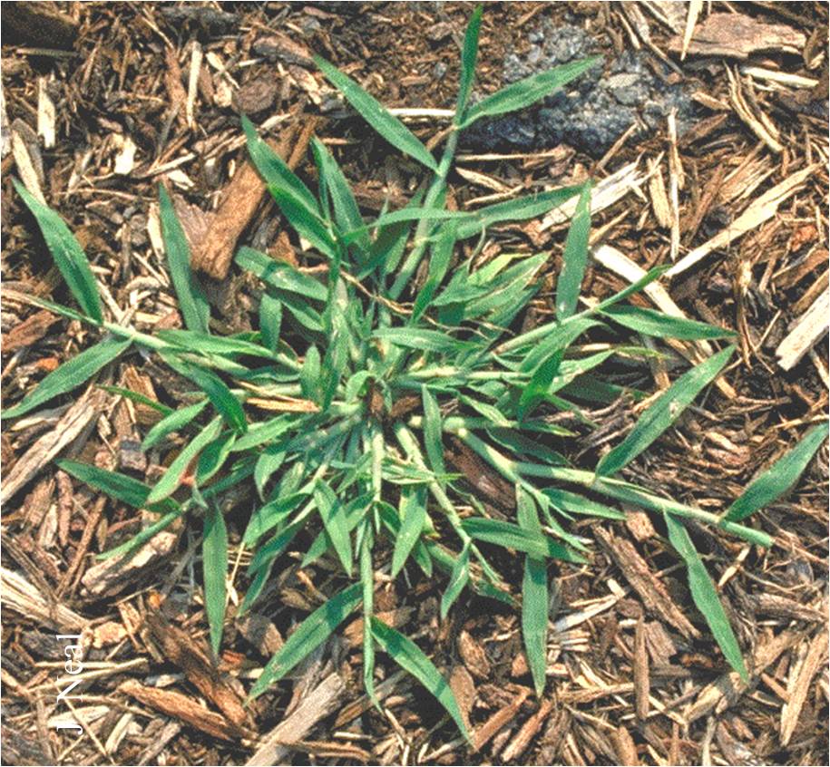 All About Crabgrass What Grows There Hugh Conlon Horticulturalist