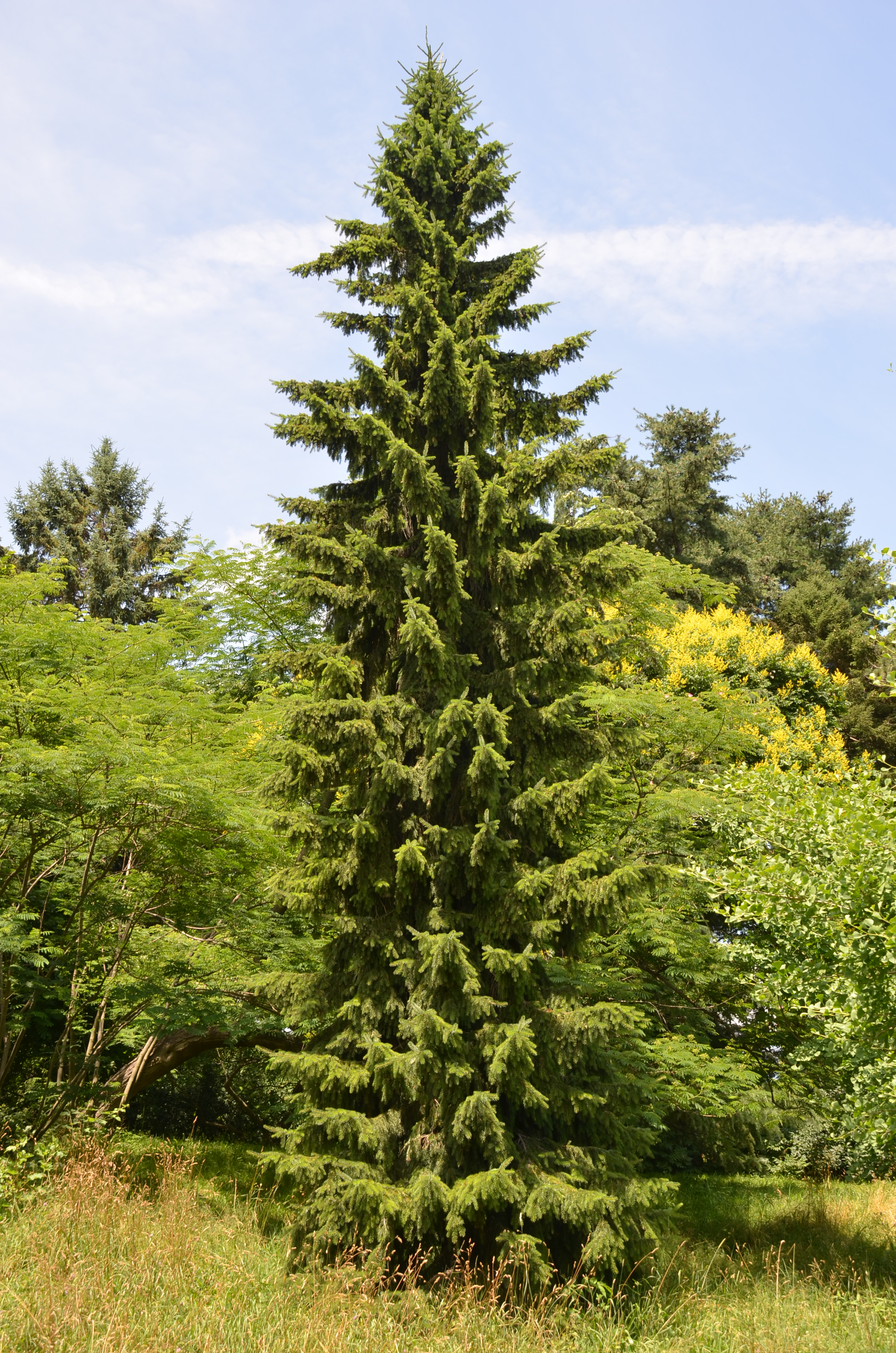 Strong Vertical Presence of Serbian Spruce  What Grows There :: Hugh  Conlon, Horticulturalist, Garden Advisor, and Photographer