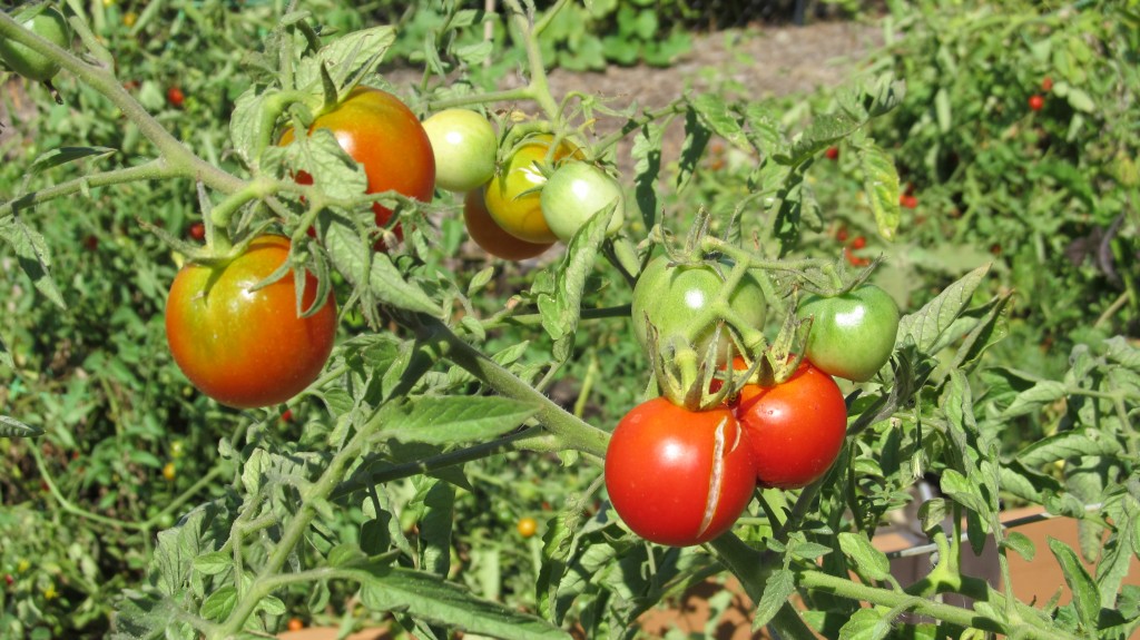 Determinate Vs Indeterminate Tomato Varieties What Grows There Hugh Conlon