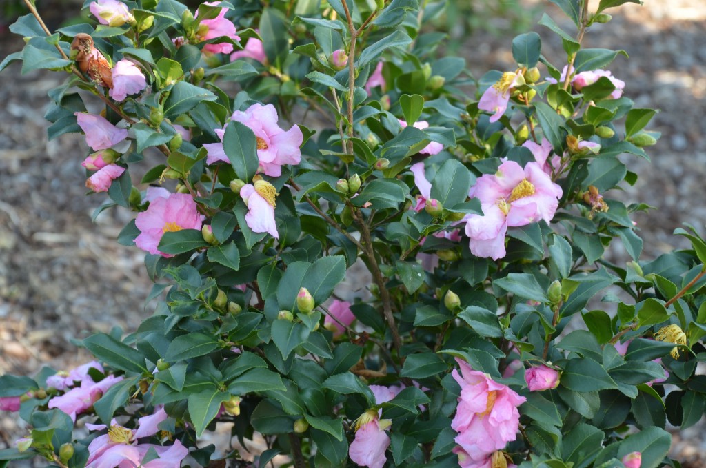 Three New Hardy Fall Blooming Camellias | What Grows There :: Hugh