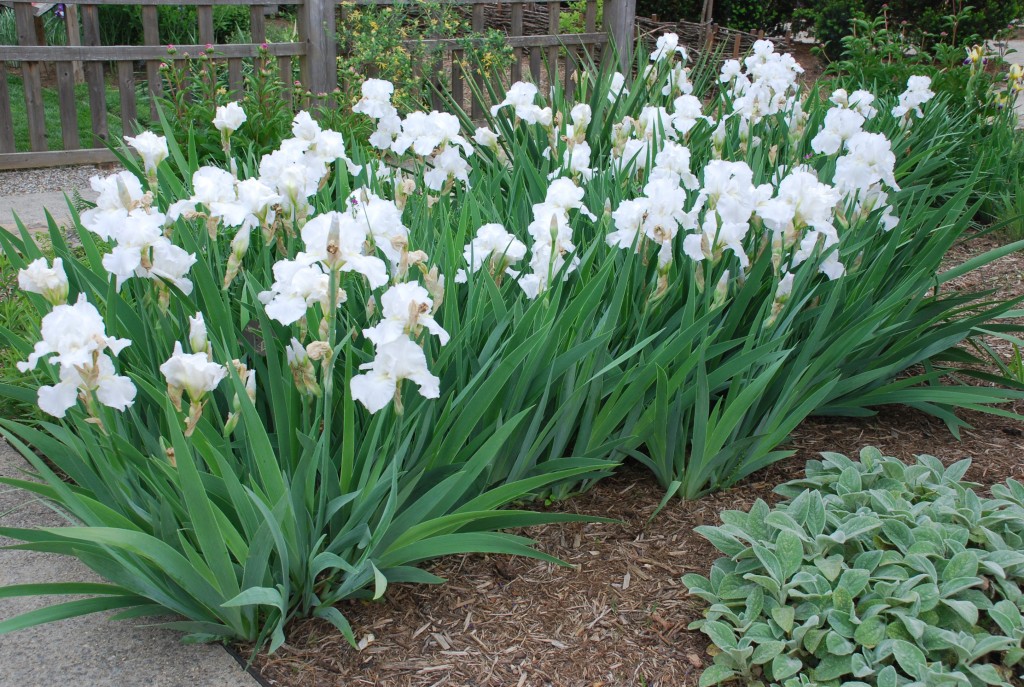 Divide Irises In Late Summer | What Grows There :: Hugh Conlon