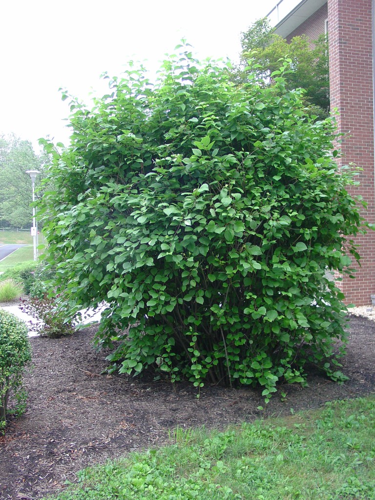 Arrowwood Viburnum Very Tough U.S. Native Shrub | What Grows There