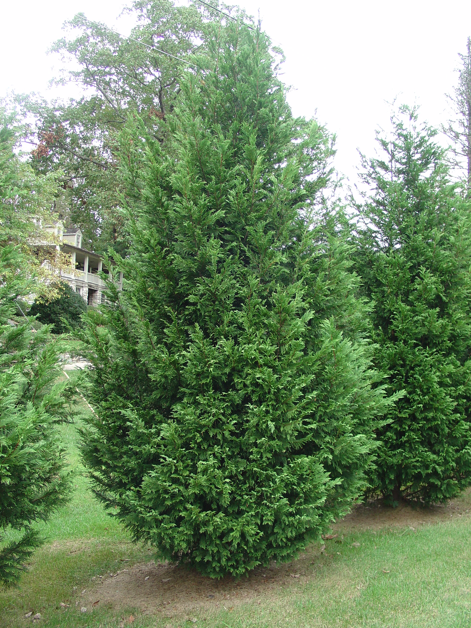 Leyland Cypress Alternative Christmas Tree For The South What Grows 
