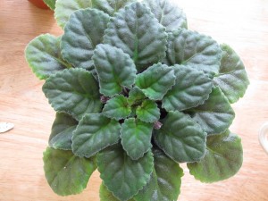 Healthy African violet plant