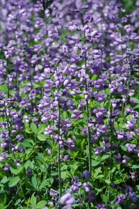 Baptisia 'Purple Smoke' is hybrid nativar of two species