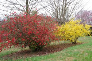 Flowering quince (left) and Forsythia (right)