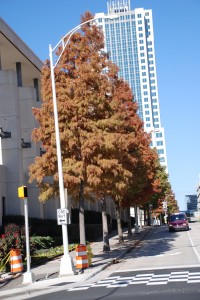 Urban Tree Planting In Downtown Charlotte, NC