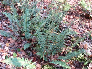 Christmas ferns at Cades Cove in the Smoky Mtns, Tennessee