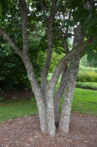 Multi-trunk Form At Biltmore Estates in Asheville, NC