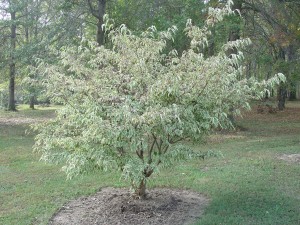 Cornus kousa 'Wolfeyes' at UT Arboretum, Oak Ridge, TN