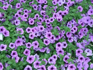 Petunia Declared Annual of 2014 by NGB