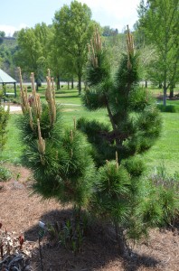'Thunderhead' Japanese black pine at UT Gardens, Knoxville, TN