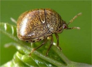 Kudzu bug (photo supplied by John Rochelle,  Plant Inspector, TN Dept. Of Agriculture