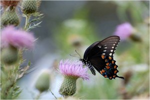 Pipevine swallowtail on thistle