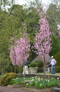Columnar Flowering Peach at Duke Gardens