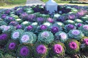 Collection of Flowering Kale at Dallas Arboretum in Winter 2013