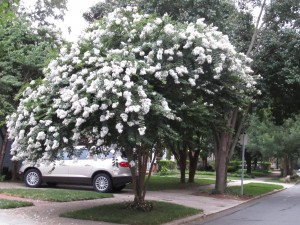 'Acoma' crapemyrtle on a street in Charlotte, NC
