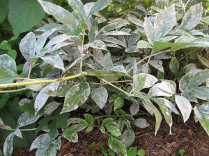 Powdery mildew on herbaceous peony