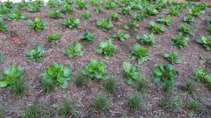 Bergenia As Ground Cover Planting in Downtown Indianapolis