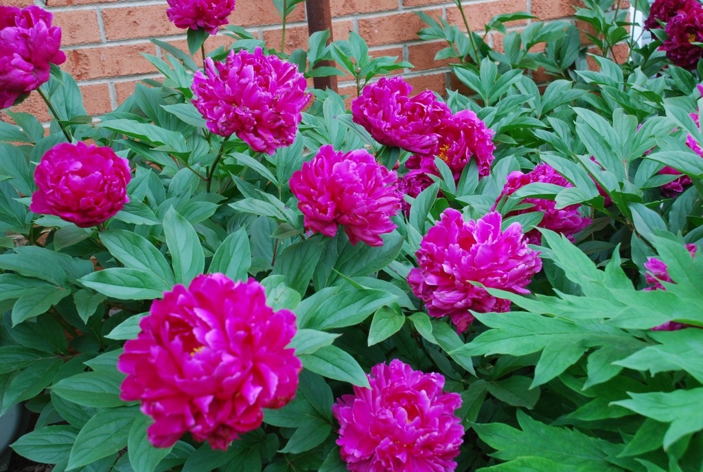 Spring Flowering Peonies Starts With Fall Planting