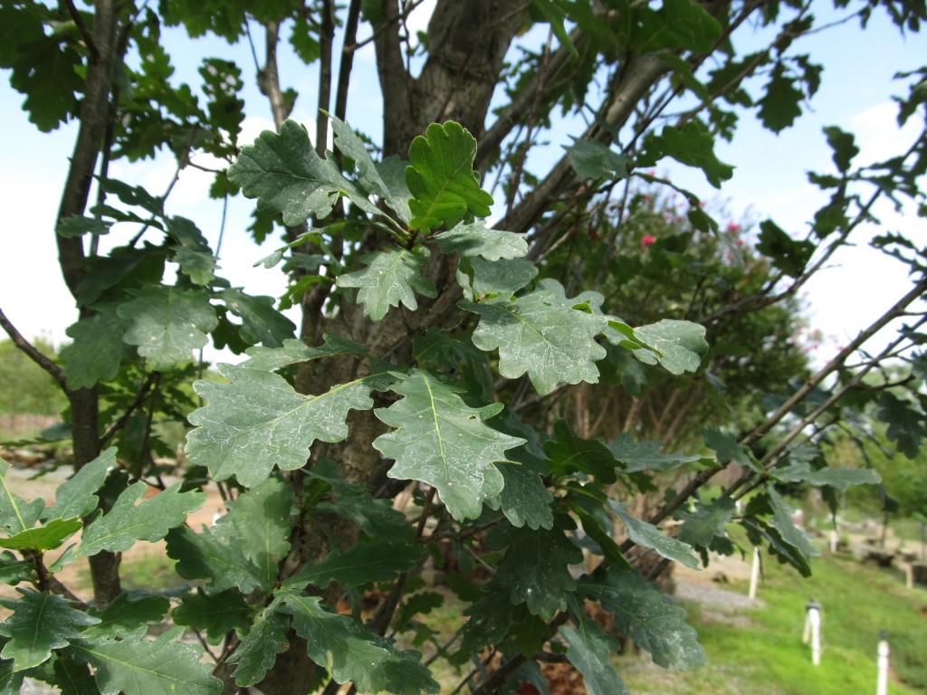 Leaves of Quercus robur 'Skyrocket'