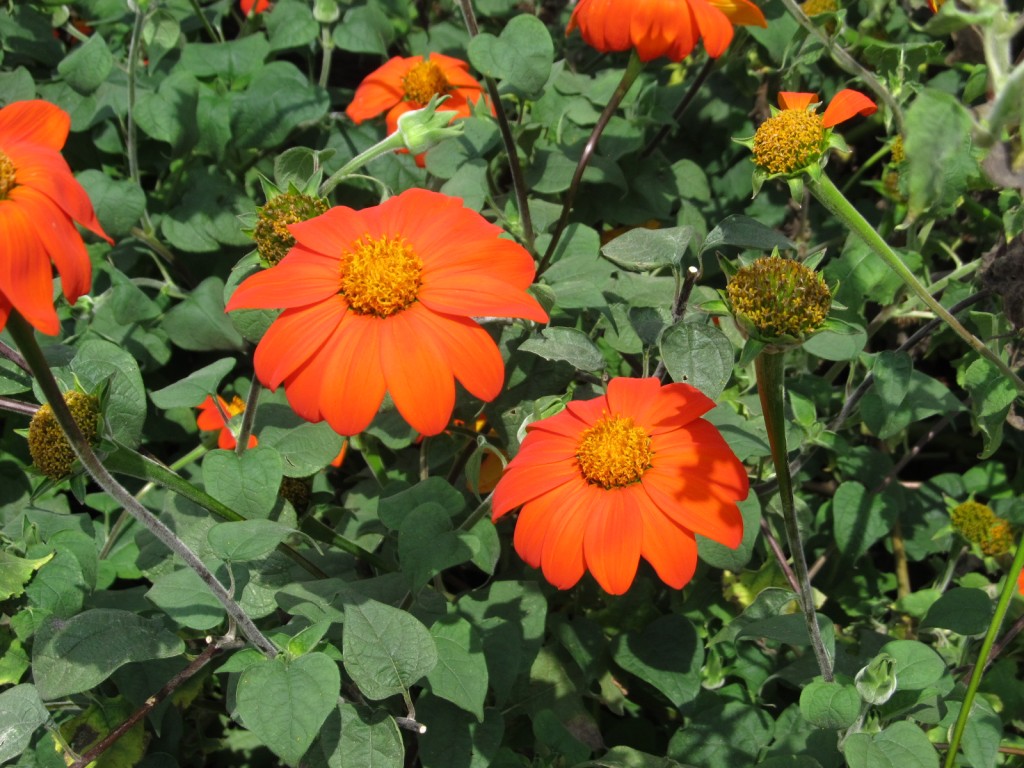 Mexican sunflower in late summer