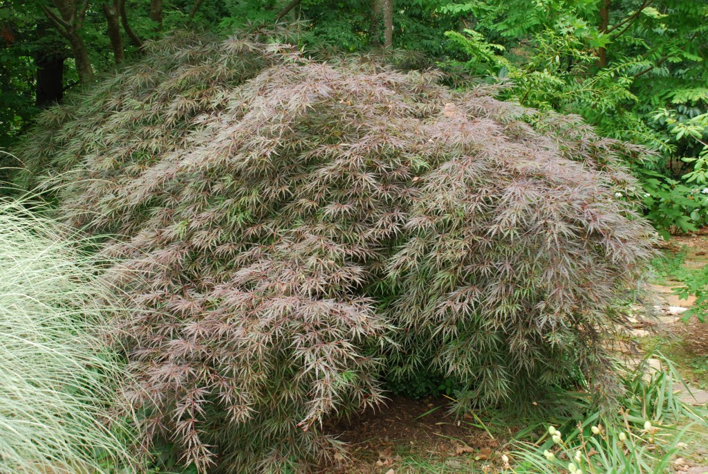 Tamukeyama Japanese Maple One Of The Best What Grows There Hugh   Acer Palmatum Tamukeyama 1024x685 