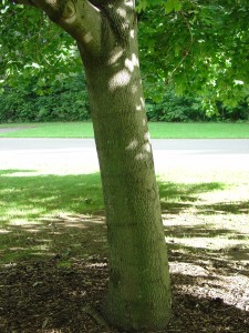 Fine grain bark of Norway maple