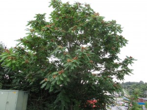 Tree of Heaven in Late Summer in East Tennessee