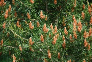 Lacebark Pine Blooming in mid-May