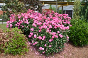 'Pink Double Knockout' roses at UT Gardens in Knoxville, TN 