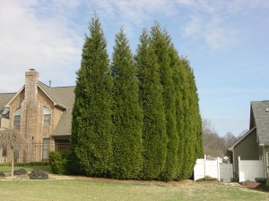 Leyland Cypress Privacy Screen