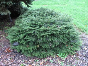 Picea abies 'Nidiformis'  at Boone County Arboretum