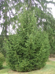 Norway spruce (Picea abies)