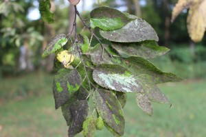 Sooty mildew on hackberry leaves (Photo courtesy of Dr. Alan Windham, UT Ext. Plant Pathologist, Nashville, TN