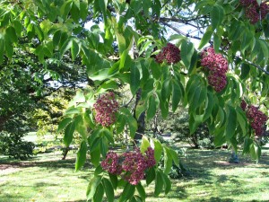 Beebee Tree (Tetradium daniellii) at Brooklyn Botanical Gardens, NY