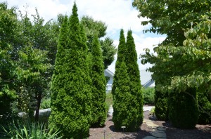 Emerald™ Arborvitae at NC Arboretum in Asheville, NC